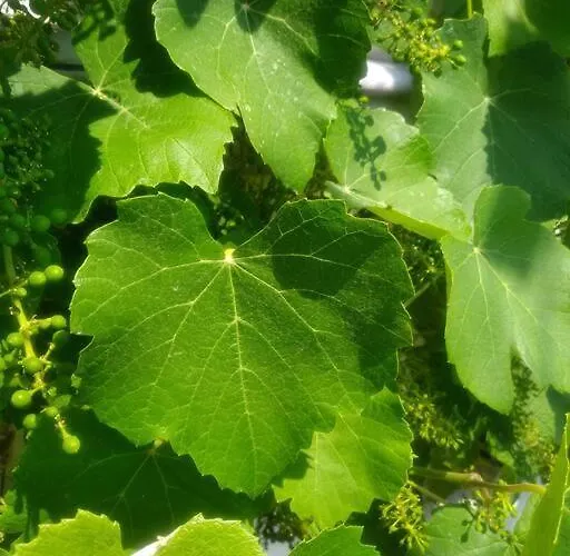 Kleines Haeuschen Am Rheinsteig *
